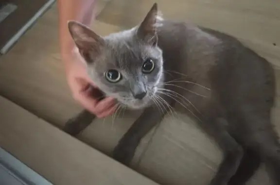 Lost and found pets Singapore, photo: Sweet Gray Cat Found: Canberra St, SG