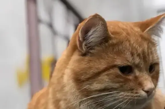 Зникла руденька кішка на вул....