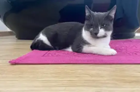Chatte perdue grise/blanche, Ennetières-en-Weppes - photo