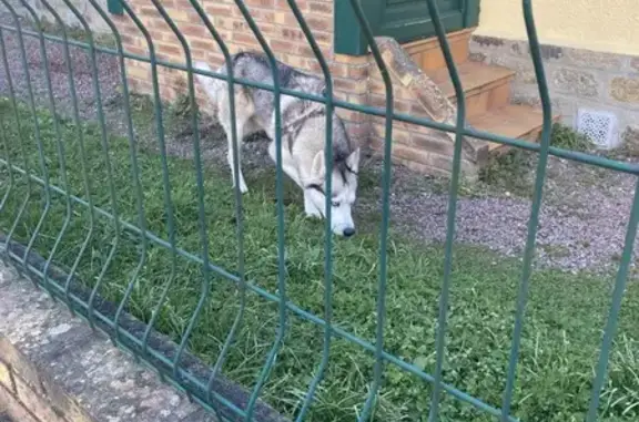 Husky avec harnais marron trouvé à Messei - photo