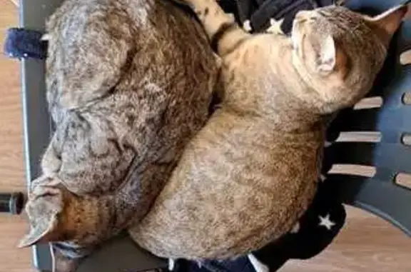 Animaux perdus Tomblaine, photo: Chat perdu, gris clair, Tomblaine