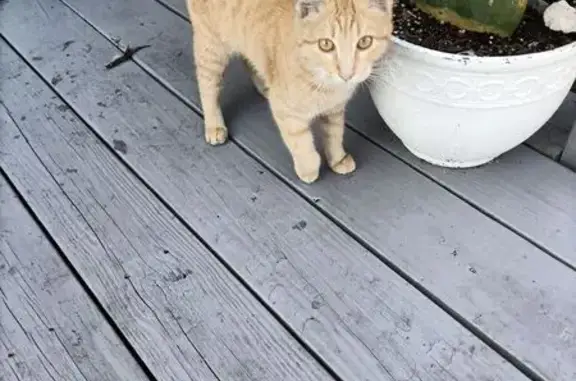 Lost Golden Cat in Denton - Help Find!