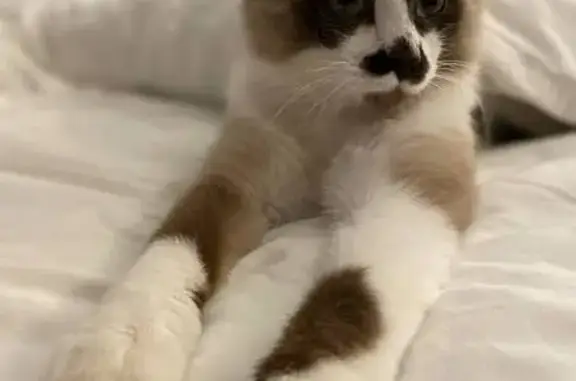 Зникла кішка на проспекті Шевч...