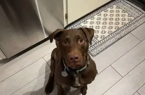 Lost: Brown Dog with White Patch, KC