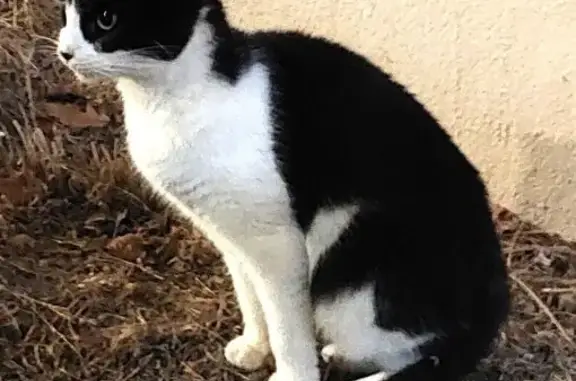Chatte noire et blanche perdue à Couëron - photo