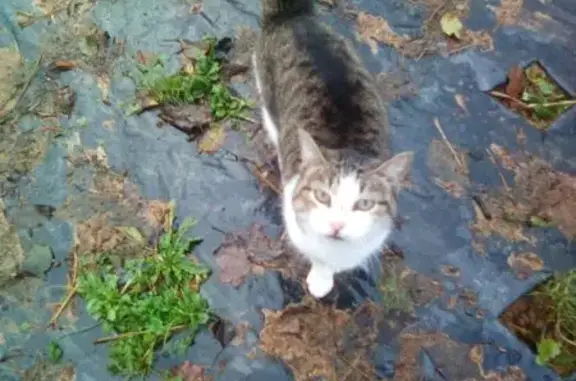 Animaux trouvés , photo: Chatte blanche et tigrée trouvée à Saint-Aignan