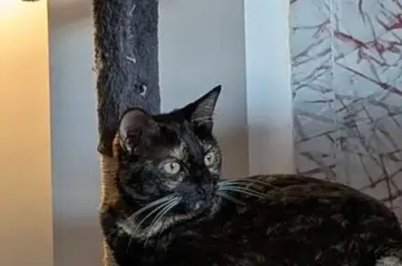 Animaux perdus La Rivière-de-Corps, photo: Chatte écaille perdue à La Rivière-de-Corps