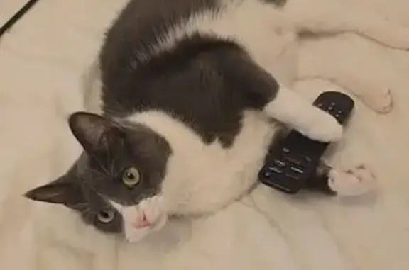 Chat perdu après chute du 3e étage - photo