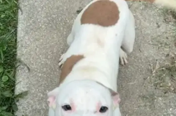 Lost Dog: White with Brown Spots - Help!