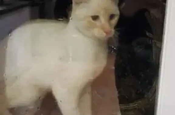 Animaux trouvés , photo: Chat blanc crème yeux bleus trouvé à Varennes