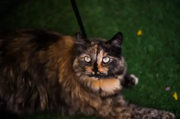 Gatos perdidos, Hermosillo, foto: ¡Urgente! Gata Carey Perdida en Hermosillo