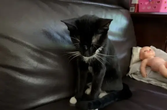 Lost pets , photo: Lost Tuxedo Cat 'Boo' on 103rd Street