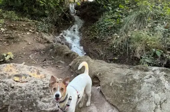 Perro Jack Russell Perdido en Murcia
