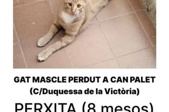 Gato joven naranja perdido en Terrassa