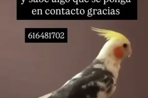 ¡Ayuda! Ave Ninfa Benito Perdi...