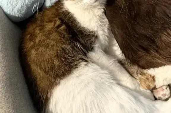 Missing cat Minneapolis, photo: Lost Anxious Cat: 2 1/2 St NE, MPLS