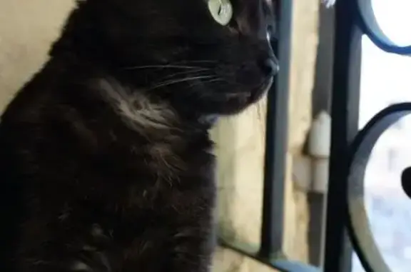 Chatte noire/grise perdue à Pertuis - photo
