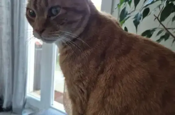 Animaux perdus Pont-de-l'Isère, photo: Chat roux perdu à Pont-de-l'Isère