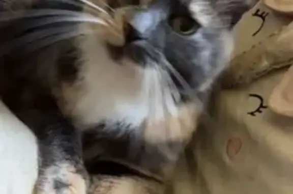 Animaux perdus , photo: Chatte perdue, 12 ans, peureuse, Le Ruet