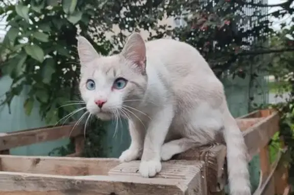 Chat perdu à Beaurepaire, Rue de la Coussaie - photo