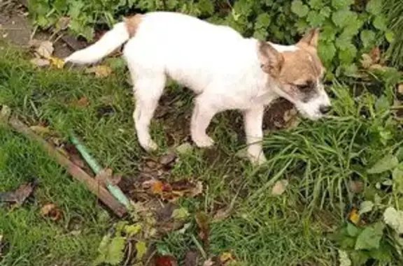 Animaux trouvés , photo: Jeune chienne trouvée à Tannerre-en-Puisaye