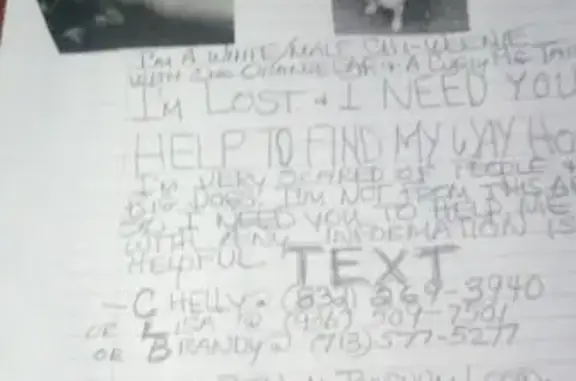 Lost Chi-Weenie: White, Orange Ear, Curly Tail