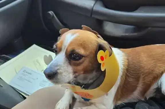 Lost Jack Russell Mix: Lake Mist Drive