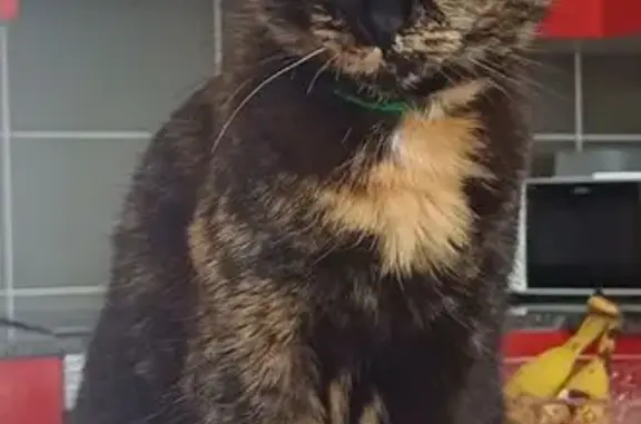 Chatte écaille disparue à Vix, 18 nov. 2025 - photo