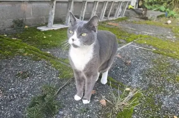 Lost Tuxedo Cat in Shoreline, WA