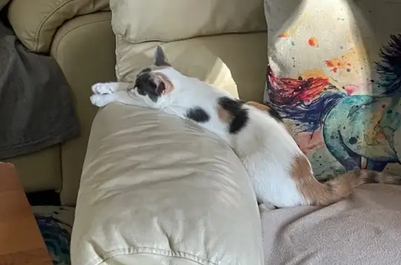Animaux perdus , photo: Chatte perdue à Saint-Laurent-sur-Oust