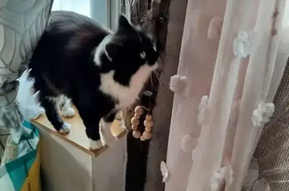 Chat perdu, , photo: Chat perdu : Minou, blanc et noir, poils longs