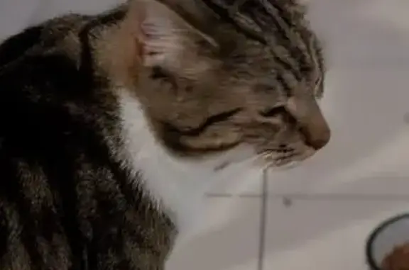 Chat tigré-blanc disparu à Chauray - photo