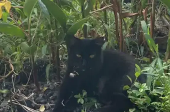 Missing cat Hilo, photo: Help Find Lello: Lost Black Cat in Hilo