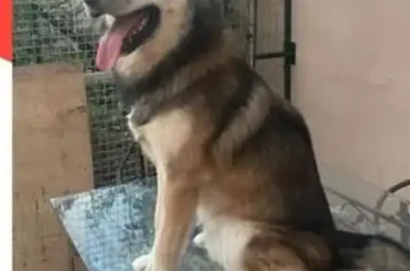 Chien perdu Marseille, photo : Chien perdu: Malinois croisé fauve, Marseille