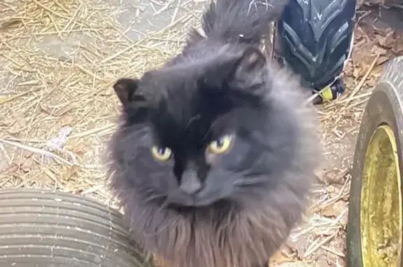 Missing cat Carterville, photo: Lost Black Cat: Bent Ears, Carterville