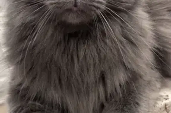 Missing cat Tulsa, photo: Lost Large Male Cat: East 91st Tulsa