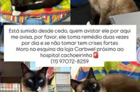 gato desaparecida