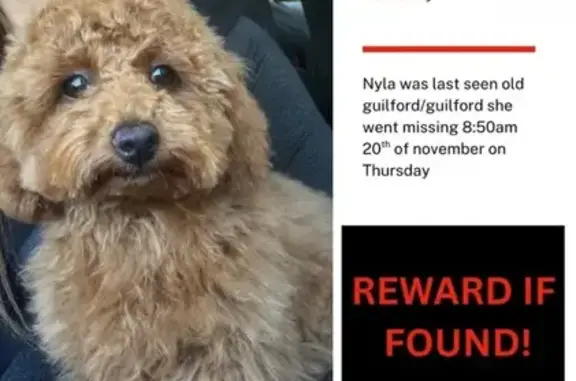 Lost pets , photo: Lost Toy Poodle on Junction Street