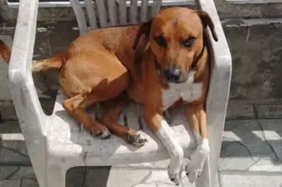 cachorro desaparecida