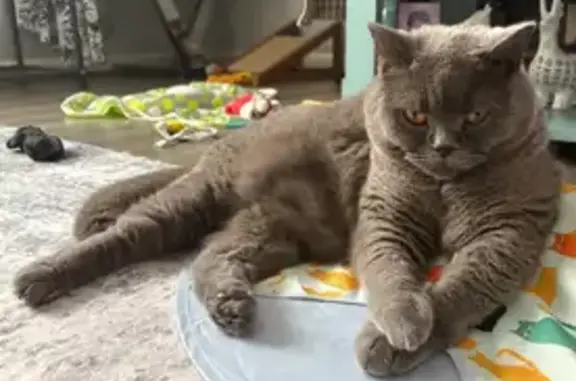 Missing cat Kalamazoo, photo: Lost Grey British Shorthair in Kalamazoo