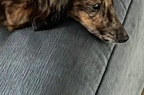 Missing dog Rio Linda, photo: Lost Dog: Black & Brown on Quadra Ave