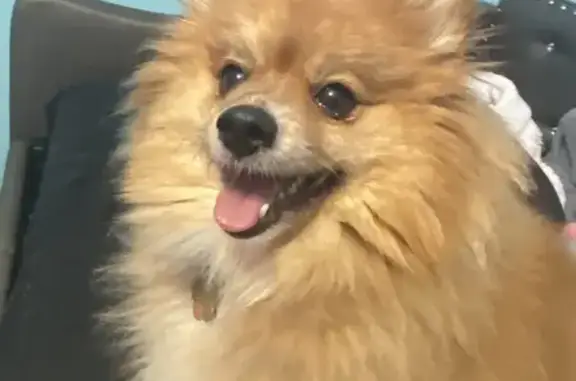 Lost Fluffy Tan & White Dog - Framingham