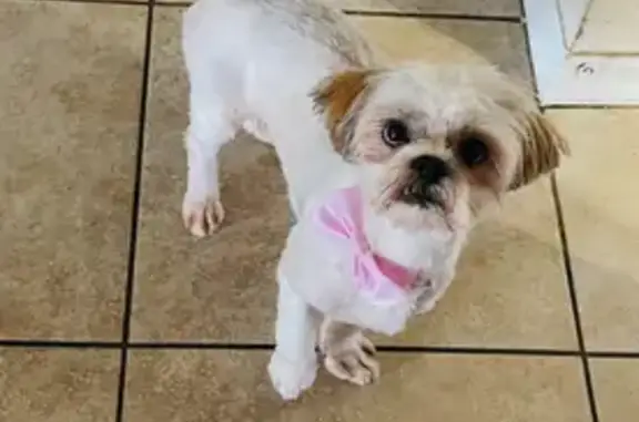 Lost Dog Alert: Help Find Darla!