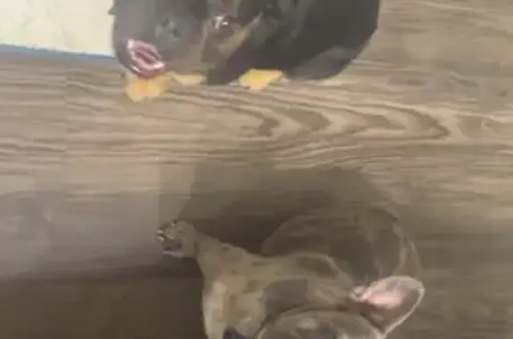 Lost Dogs: Kash & Rilla in Houston