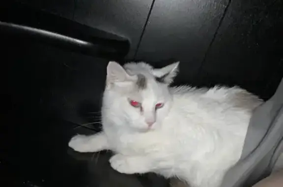 Lost Cat: White with Black Ear Spots