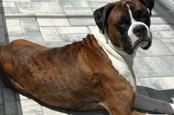 Missing dog , photo: Lost Brindle Boxer: Deeks in Sumterville