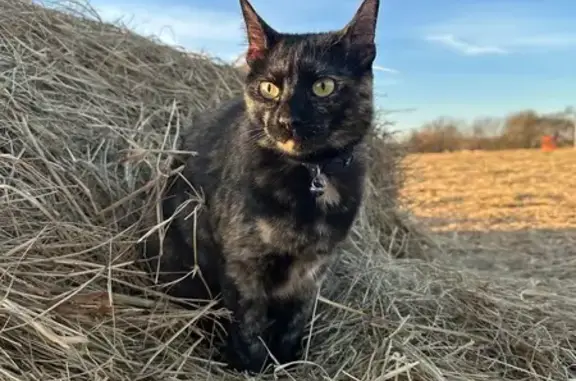 Missing cat Pea Ridge, photo: Lost Tortoiseshell Cat - Elliott St, Pea Ridge