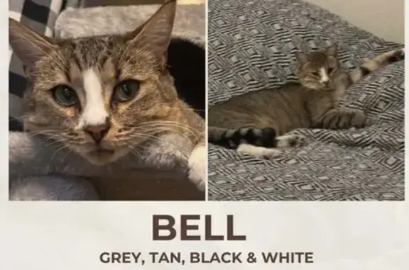 Lost Tabby Cat: White Paws & Nose, Henderson
