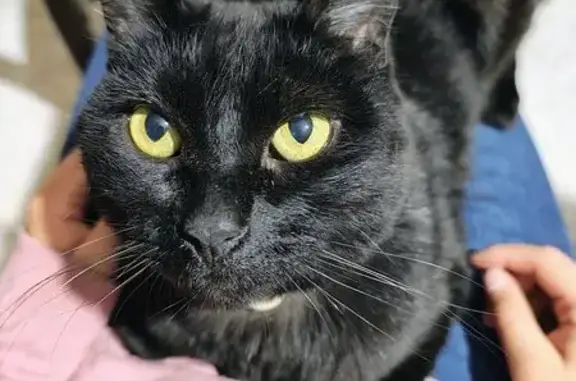 Gato perdido: Kuro con collar blanco