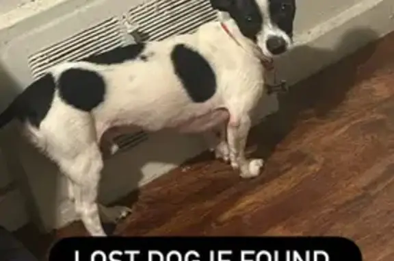 Lost Black & White Chihuahua in Detroit